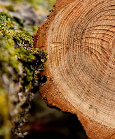 Pourquoi les palettes moulées n’ont-elles pas besoin de fumigation pour l’exportation ?